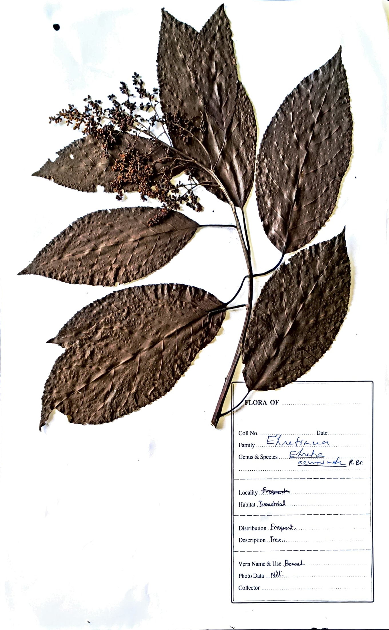 Bowal gach (Beng.) (Herbarium)